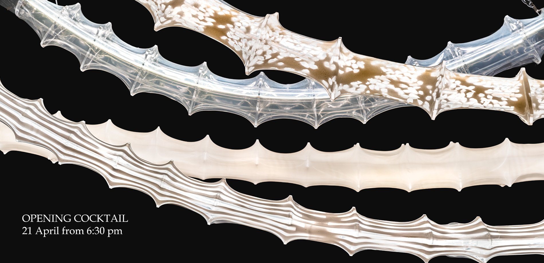 Diatomee - Riccardo Blumer